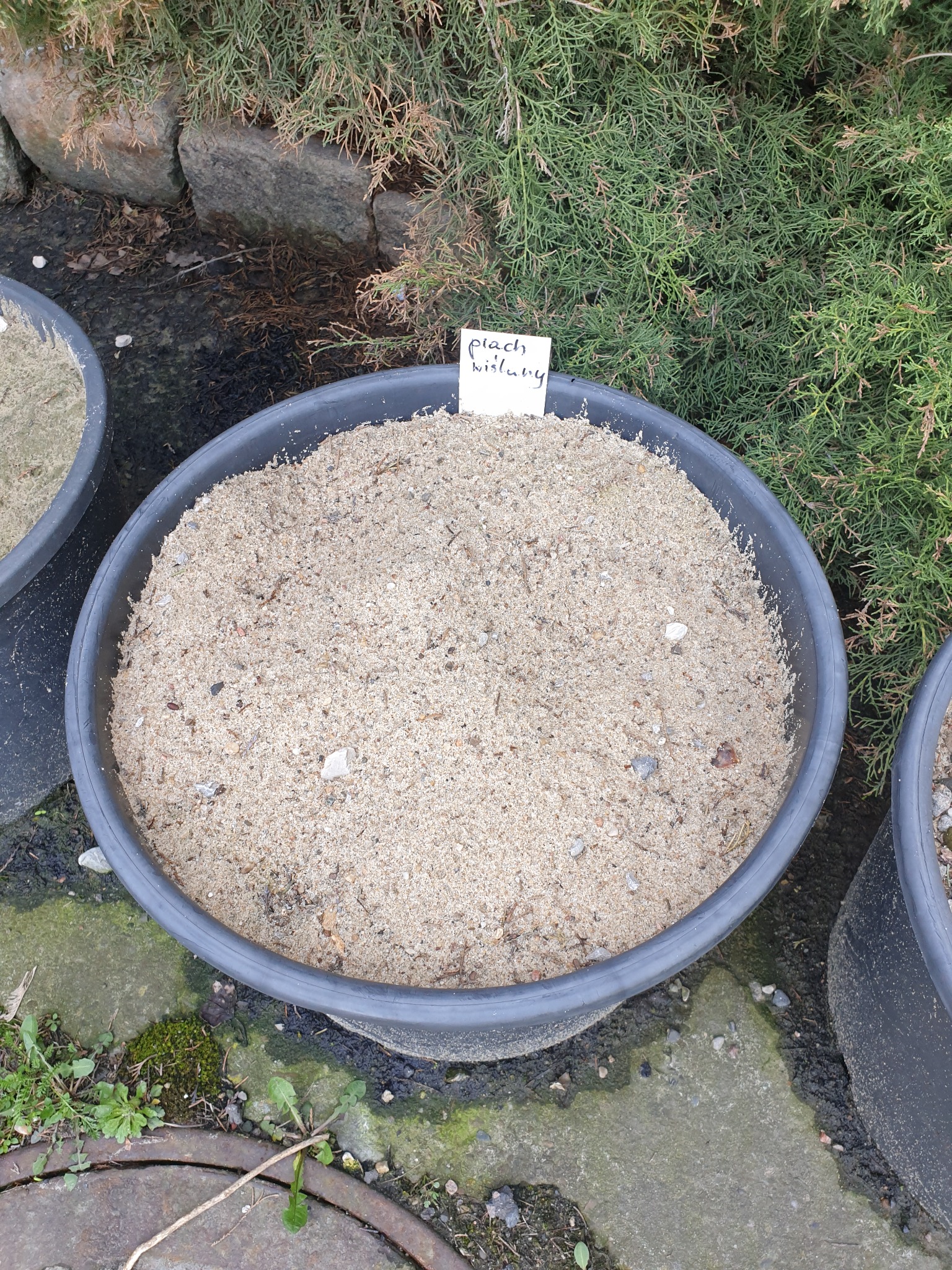 Wysypany do czarnej donicy piasek z drobnymi kamykami, obok donicy widoczna kartka z napisem 'piach wiślany'.