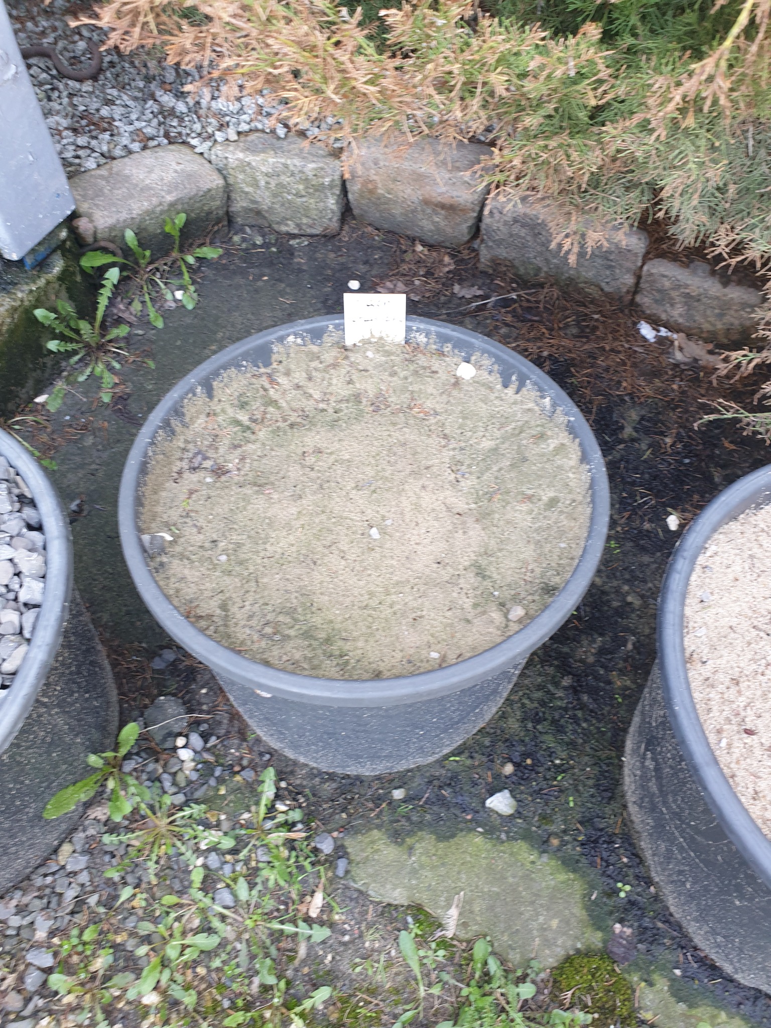 Czarna donica wypełniona jasną, drobną ziemią, otoczona kamienną obwódką i roślinnością, z widoczną etykietą wewnątrz donicy i innymi donicami w tle.