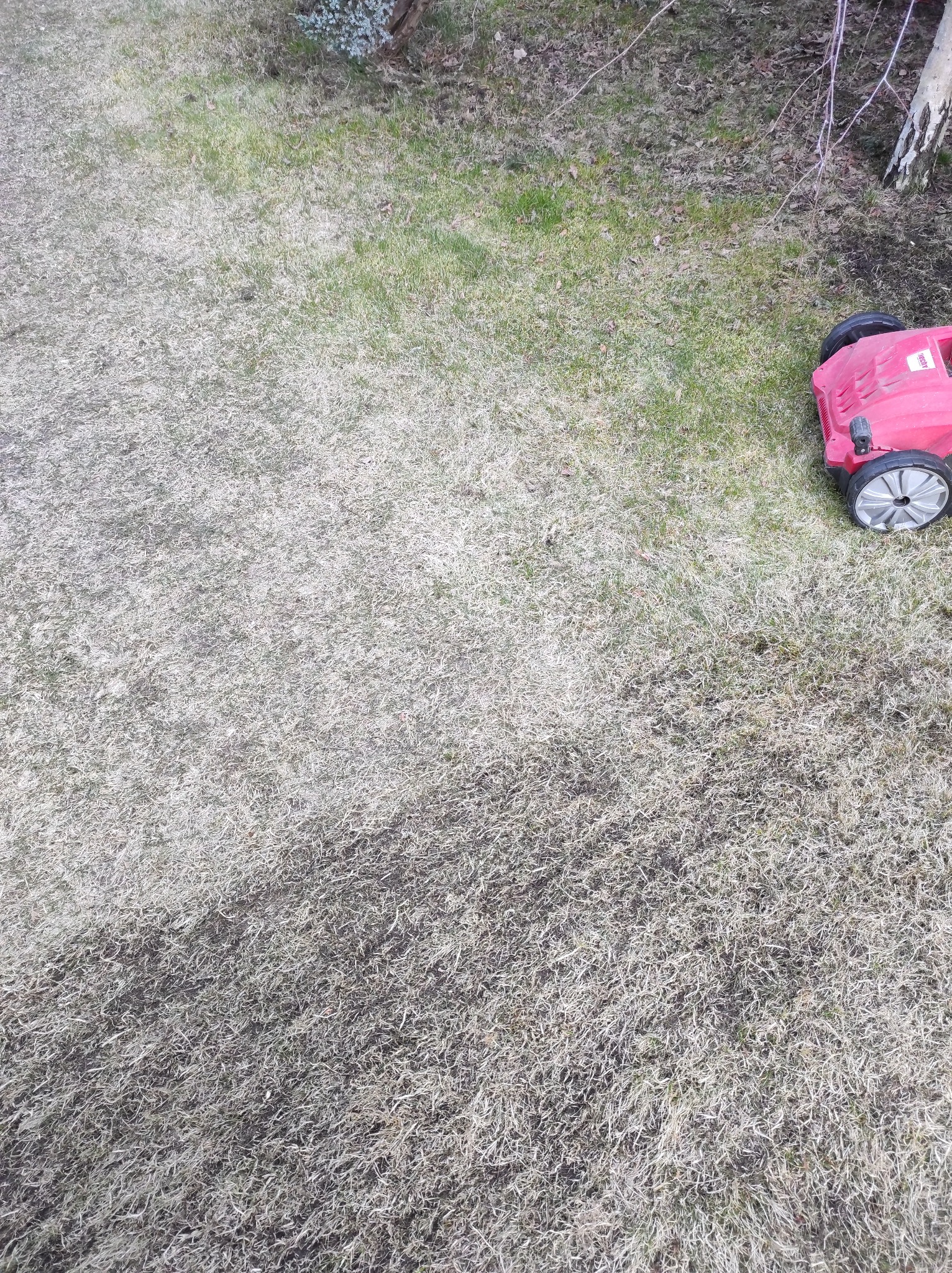 Nisko kątowe ujęcie trawnika z widoczną czerwoną kosiarką w prawym górnym rogu, trawa częściowo sucha i częściowo zielona, z widocznymi drobnymi gałązkami i liśćmi.