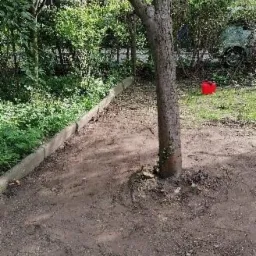 Przygotowanie gruntu pod trawnik wokół drzewa, widoczny obrzeże trawnika i czerwone wiadro w tle.