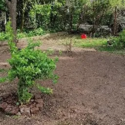 Przygotowany teren pod sadzenie drzew, mały krzew otoczony cegłami, czerwone wiadro w tle.