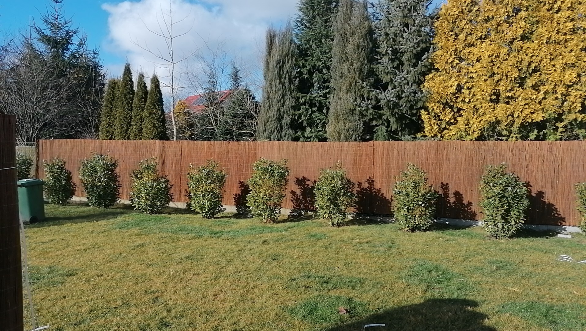 Ogród z brązowym płotem z trzciny, rzędem małych krzewów i różnorodnymi drzewami w tle, w tym iglakami i drzewem z żółtymi liśćmi.