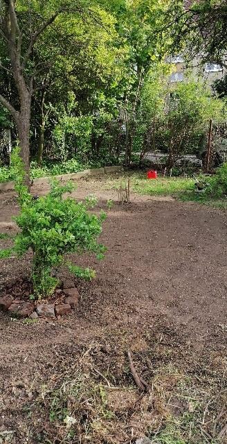 Przygotowany teren pod sadzenie drzew, mały krzew otoczony cegłami, czerwone wiadro w tle.