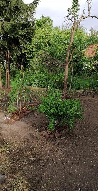 Fragment ogrodu z młodymi drzewkami i krzewami otoczonymi kamieniami, widoczne podpory dla roślin, w tle wysokie drzewa.