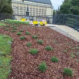 Świeżo założony ogród z młodymi sadzonkami iglaków, pokryty korą, z widocznym systemem nawadniania, na tle budynku z jasną fasadą i ciemnym dachem.