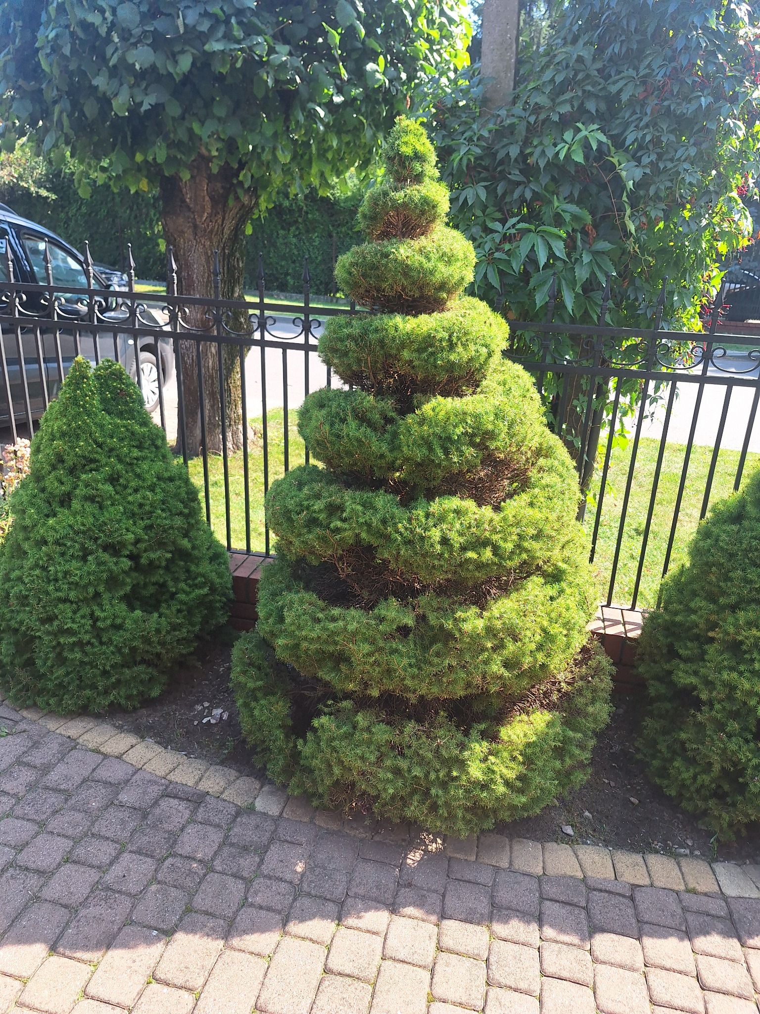 Trzy iglaste krzewy, jeden formowany spiralnie, rosnące wzdłuż metalowego ogrodzenia i brukowanej ścieżki.
