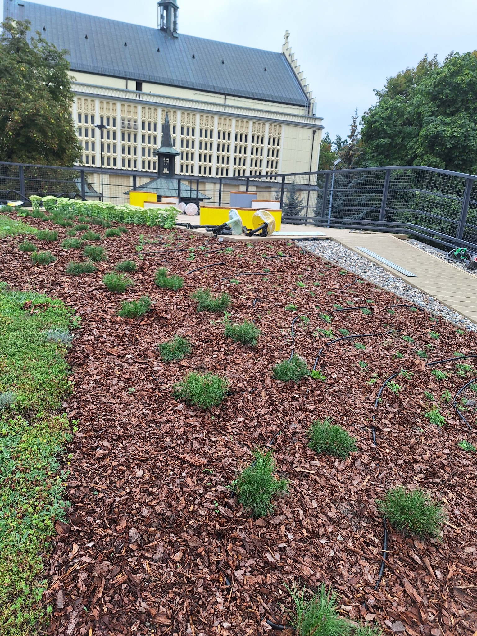 Świeżo założony ogród z młodymi sadzonkami iglaków, pokryty korą, z widocznym systemem nawadniania, na tle budynku z jasną fasadą i ciemnym dachem.
