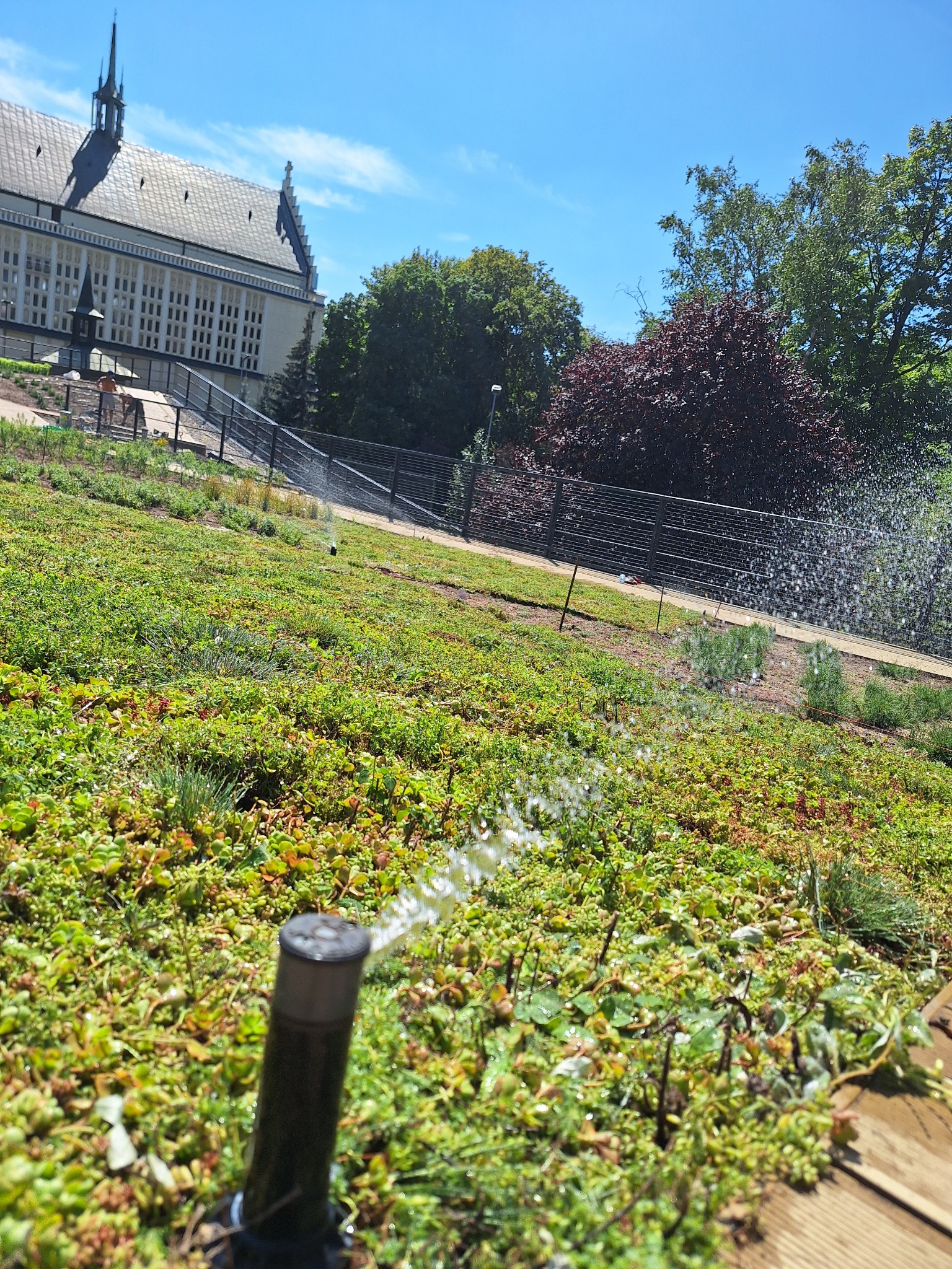 Automatyczny system nawadniania w akcji, zraszacze nawadniające zielony dach z sukulentów na tle miejskiego krajobrazu i błękitnego nieba.