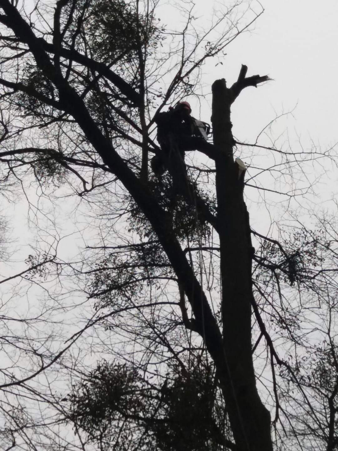 Arborysta w kasku i uprzęży, w trakcie pracy na wysokim drzewie, z użyciem piły łańcuchowej, na tle pochmurnego nieba.