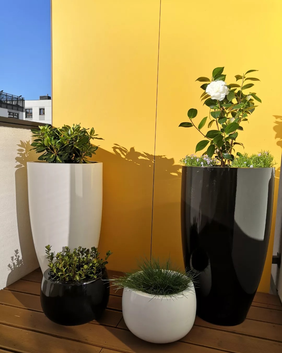 Cztery donice z roślinami ustawione na drewnianym tarasie. Dwie duże, czarna z kwitnącą kamelią i biała z zielonymi liśćmi, oraz dwie małe, czarna i biała, wypełnione zielenią.