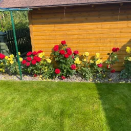 Kwitnące krzewy róż, czerwonych i żółtych, posadzone wzdłuż drewnianej ściany budynku, z równo przystrzyżonym trawnikiem na pierwszym planie.
