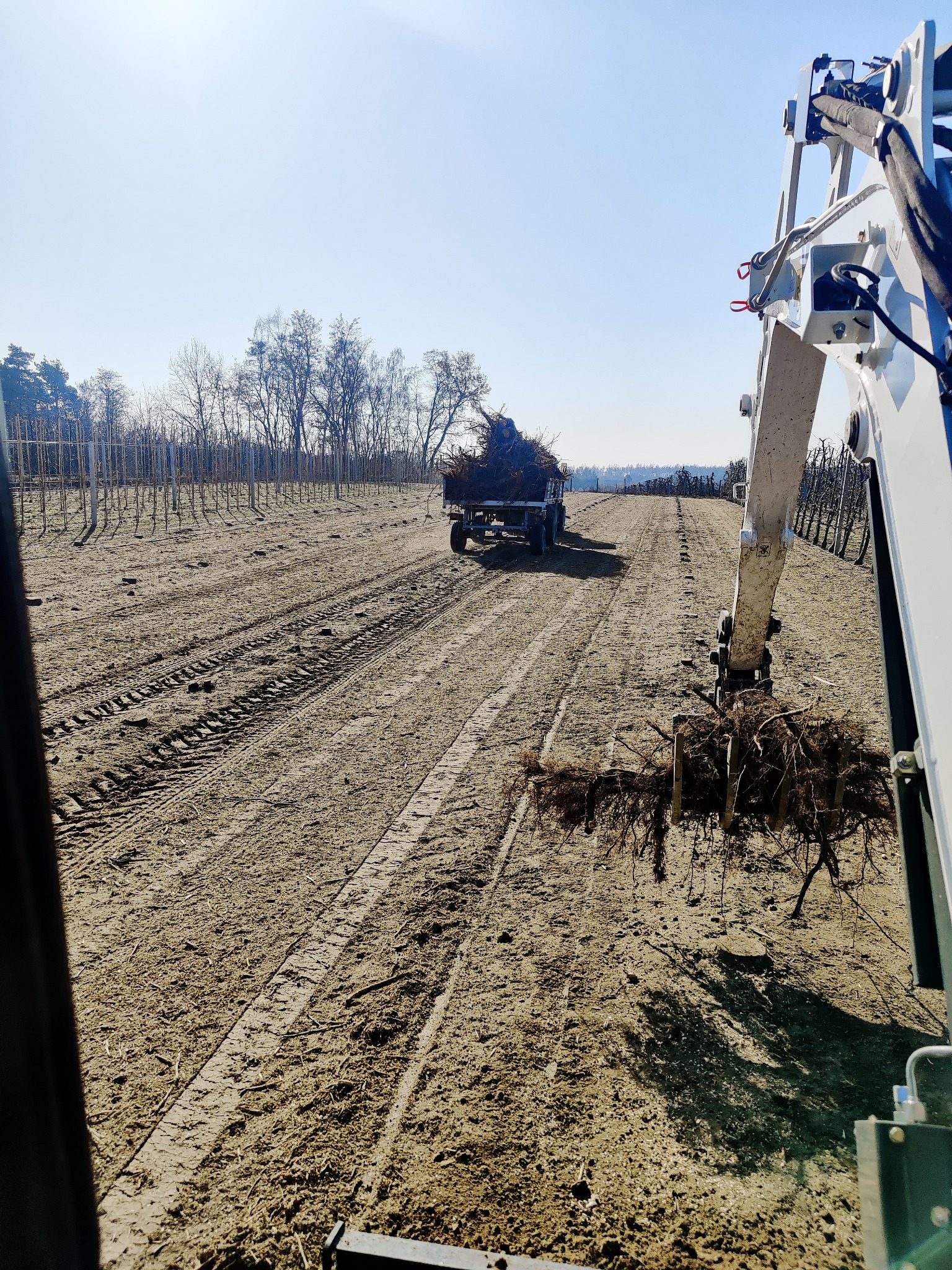 Miniładowarka z chwytakiem zbiera korzenie na polu, w tle widać drzewa i ciągnik z przyczepą pełną gałęzi.