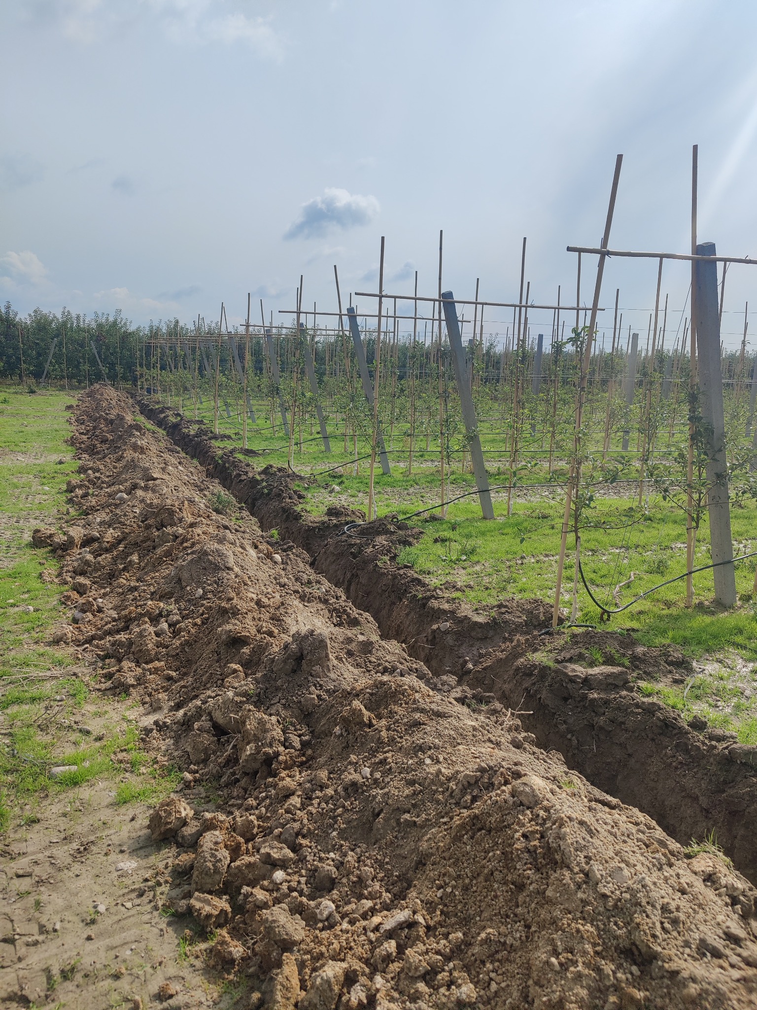 Rów wykopany w sadzie z młodymi drzewkami, widoczne podpory i system nawadniania.