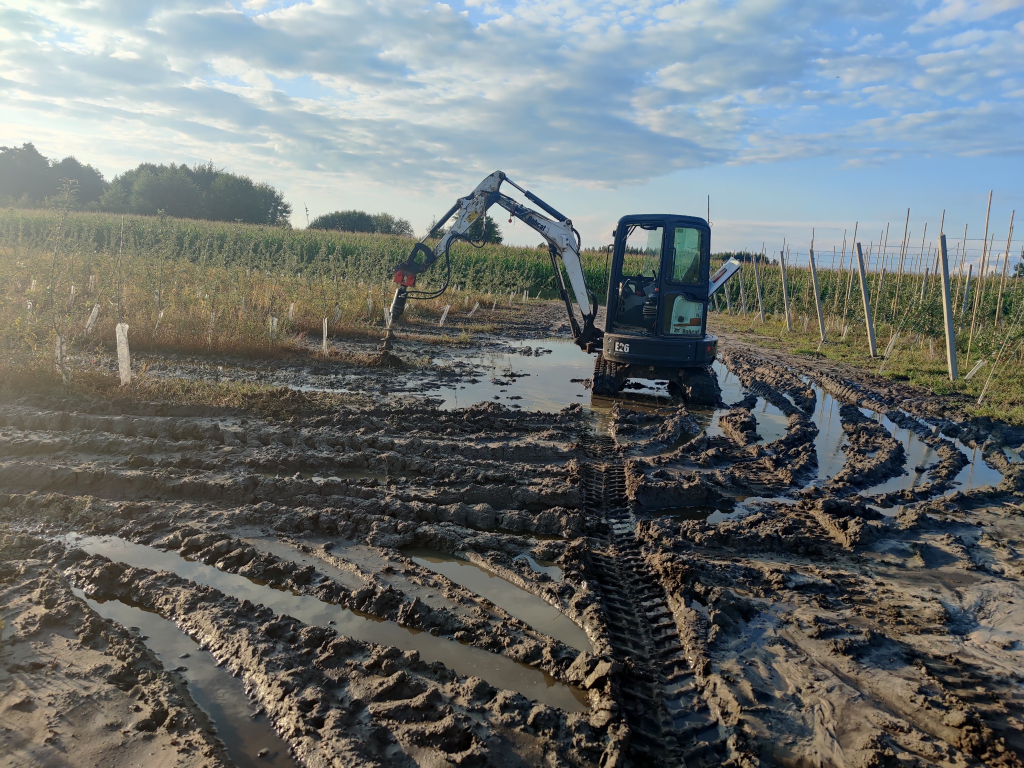 Mini koparka Bobcat E26 z wiertnicą hydrauliczną pracuje na błotnistym terenie upraw polowych, widoczne ślady opon i kałuże, w tle słupki i drzewa pod błękitnym niebem z chmurami.