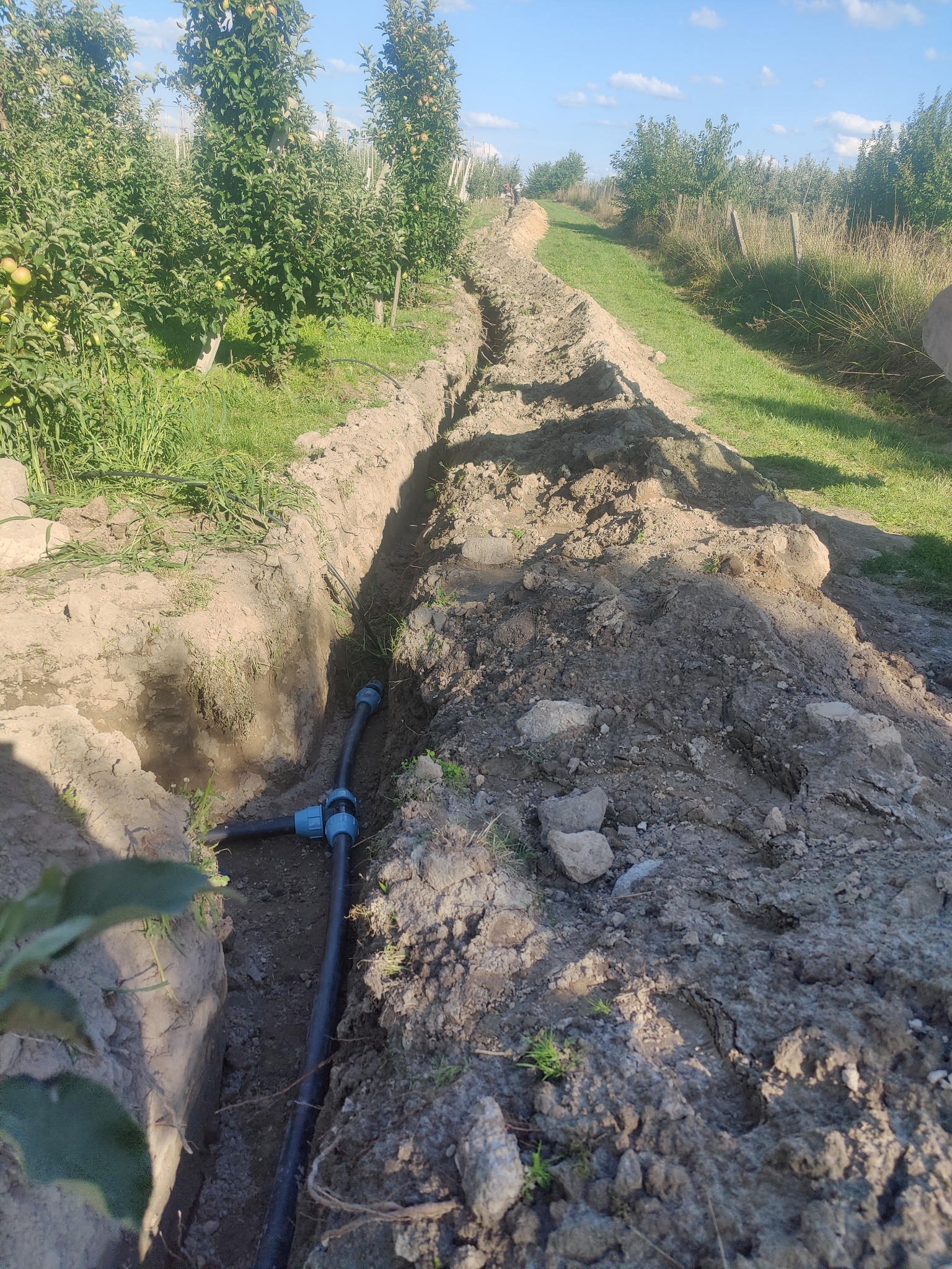 Wąski wykop w ziemi w sadzie, widoczne czarne rury z niebieskimi złączkami, ziemia usypana po bokach, w tle drzewa owocowe i trawa.