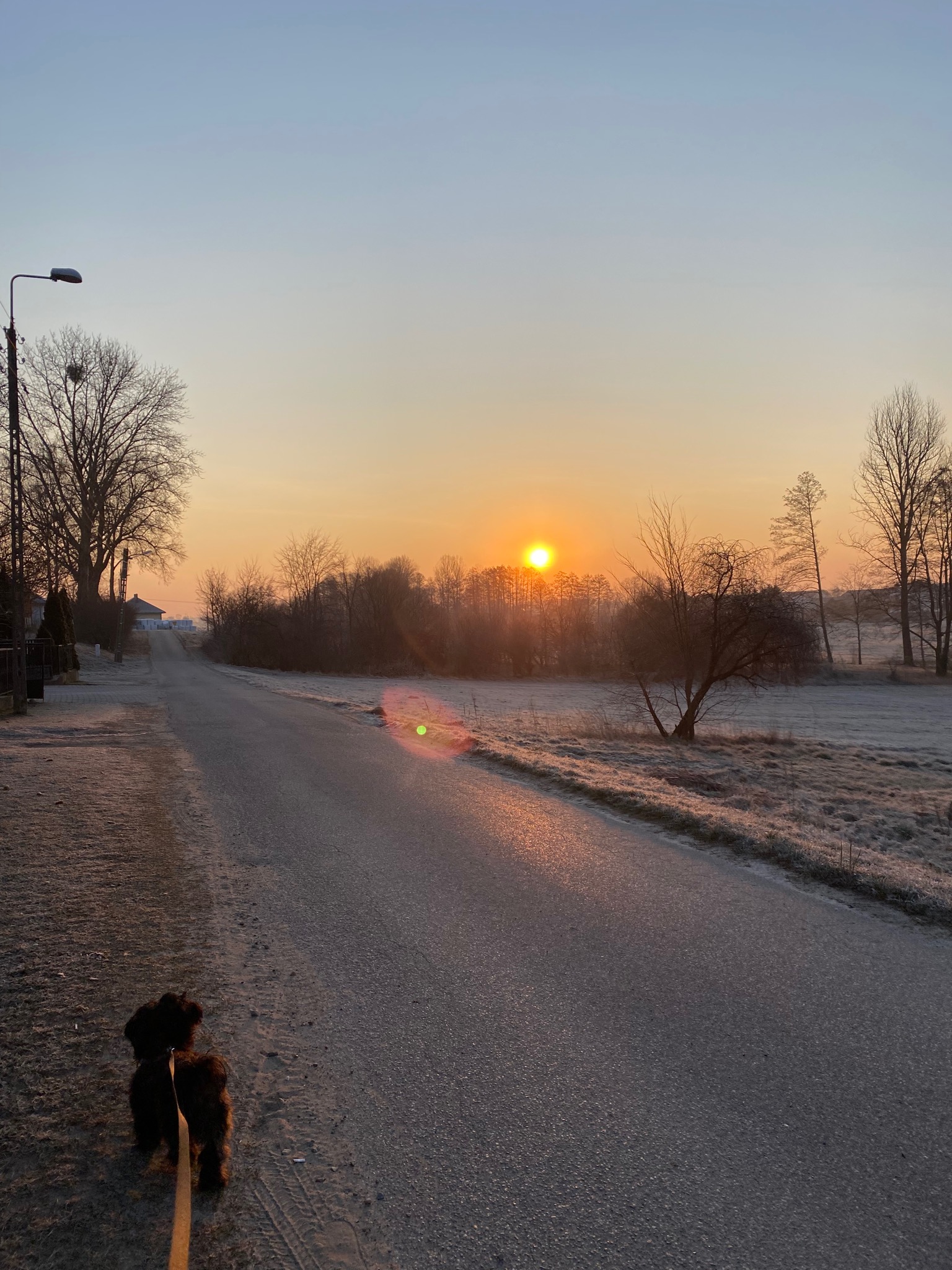 Interesuje mnie również oferta wyprowadzania piesków na spacery.