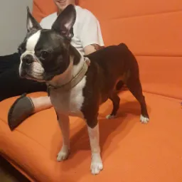 Boston Terrier z obrożą stoi na pomarańczowej kanapie, obok uśmiechnięty mężczyzna w białej koszulce, widoczny fragment stopy w szarym kapciu.