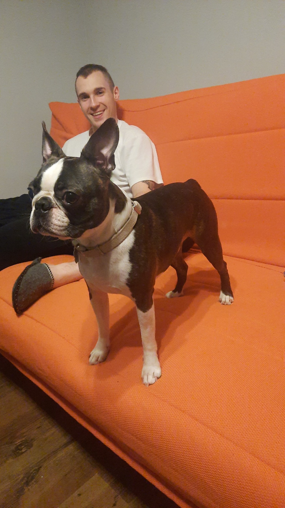 Boston Terrier z obrożą stoi na pomarańczowej kanapie, obok uśmiechnięty mężczyzna w białej koszulce, widoczny fragment stopy w szarym kapciu.