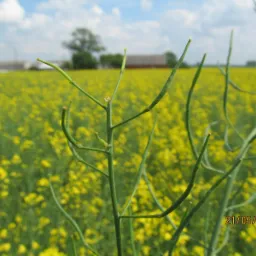 Pole kwitnącego rzepaku z bliska, widoczne zielone łodygi i strąki na pierwszym planie, w tle budynki gospodarcze i błękitne niebo z chmurami, data 21/05/2015 w prawym dolnym rogu.