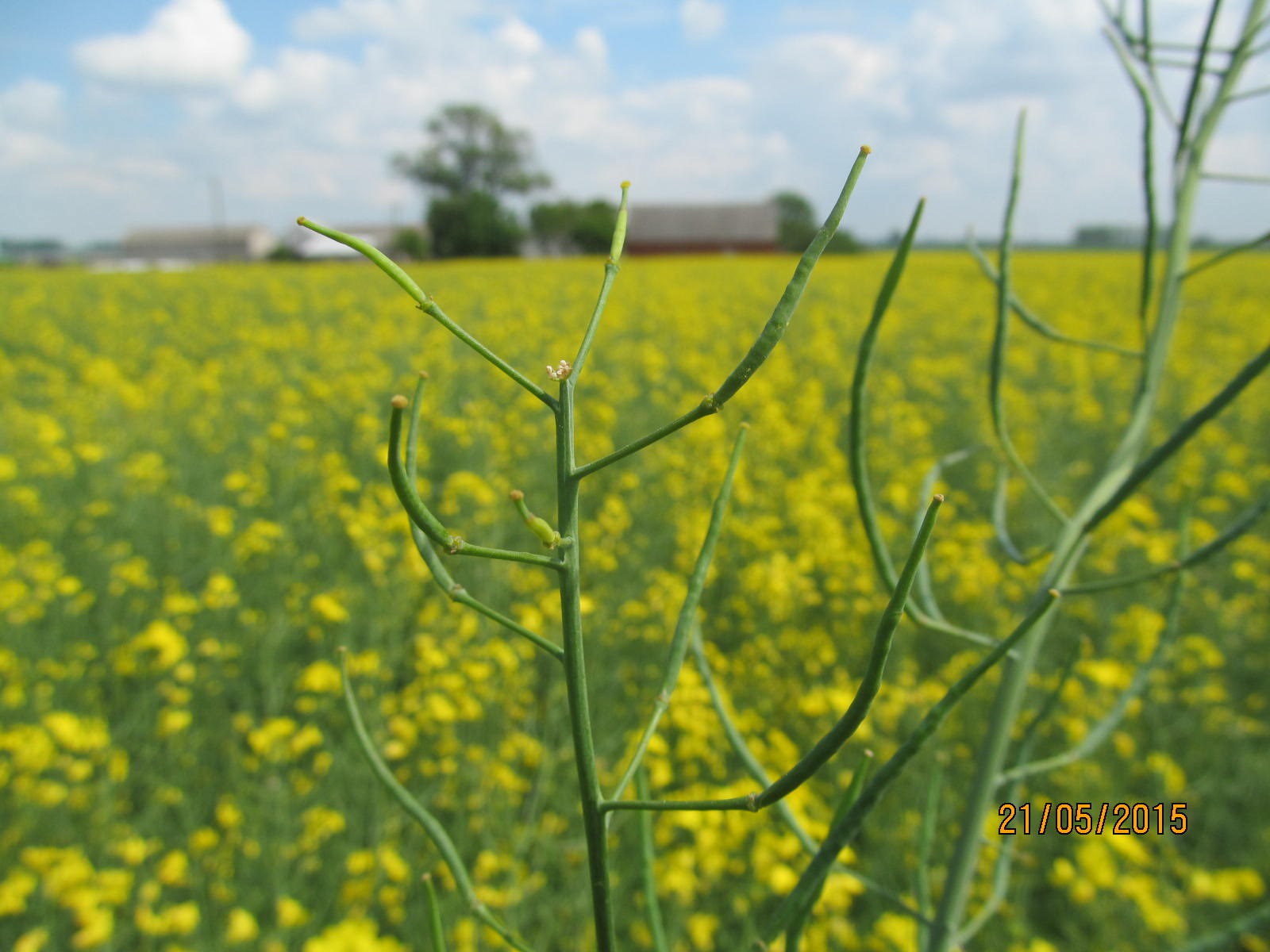 Pole kwitnącego rzepaku z bliska, widoczne zielone łodygi i strąki na pierwszym planie, w tle budynki gospodarcze i błękitne niebo z chmurami, data 21/05/2015 w prawym dolnym rogu.