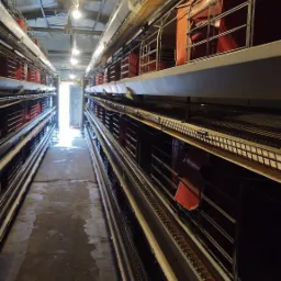 Wnętrze przemysłowego kurnika z wielopoziomowymi klatkami, oświetlone wiszącymi lampami, widok w głąb korytarza z mokrą posadzką w kierunku jasnego wyjścia.