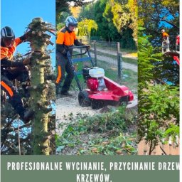 Maro Arbo - Wysokiej Klasy Usuwanie Drzew Poznań