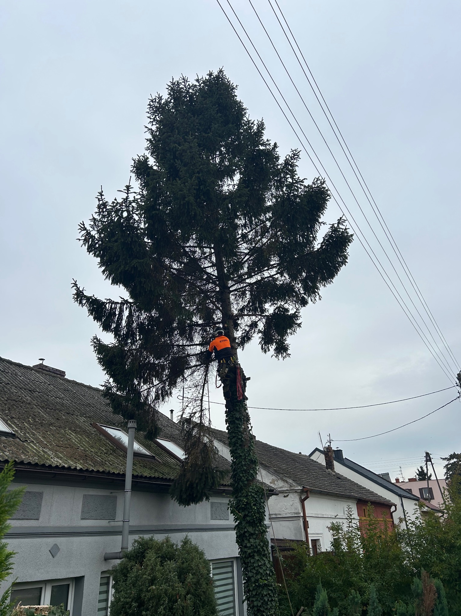 Arborysta w pomarańczowej kurtce przycina wysokie drzewo iglaste w pobliżu linii energetycznych, widoczne budynki w tle.