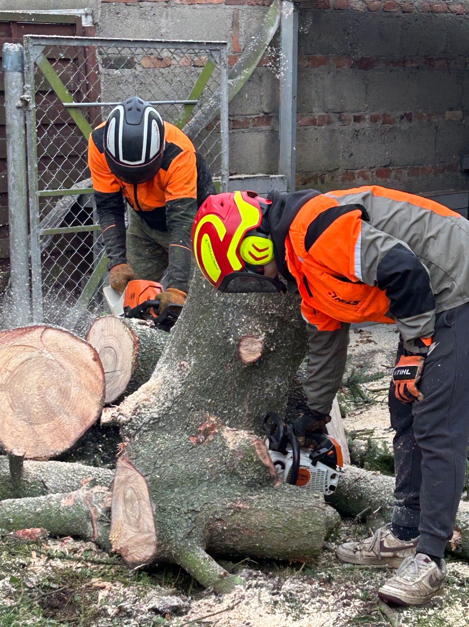 Dwóch arborystów w kaskach i odzieży ochronnej tnie piłą spalinową pień drzewa. Wokół leżą odcięte kawałki drewna i wióry. W tle ogrodzenie i budynek.