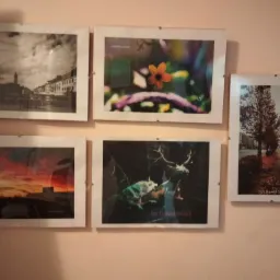 Kompozycja sześciu oprawionych fotografii o różnej tematyce zawieszonych na ścianie: czarno-biały pejzaż miejski, kwiat, pejzaż z drzewem, zachód słońca, zwierzęta.