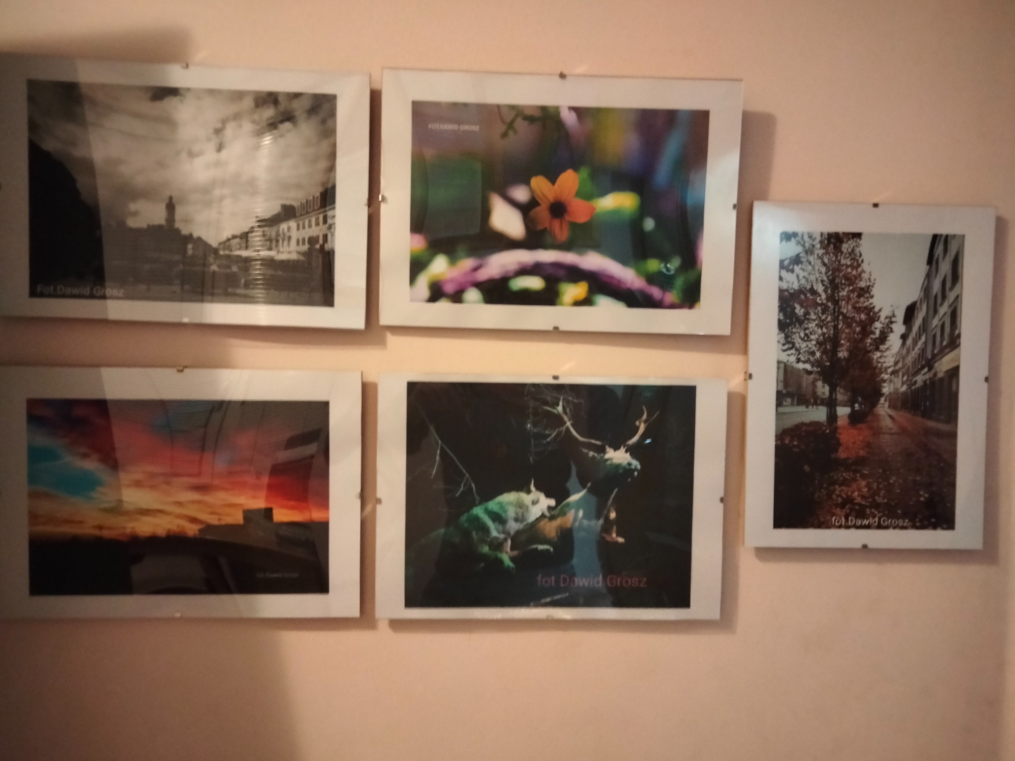 Kompozycja sześciu oprawionych fotografii o różnej tematyce zawieszonych na ścianie: czarno-biały pejzaż miejski, kwiat, pejzaż z drzewem, zachód słońca, zwierzęta.