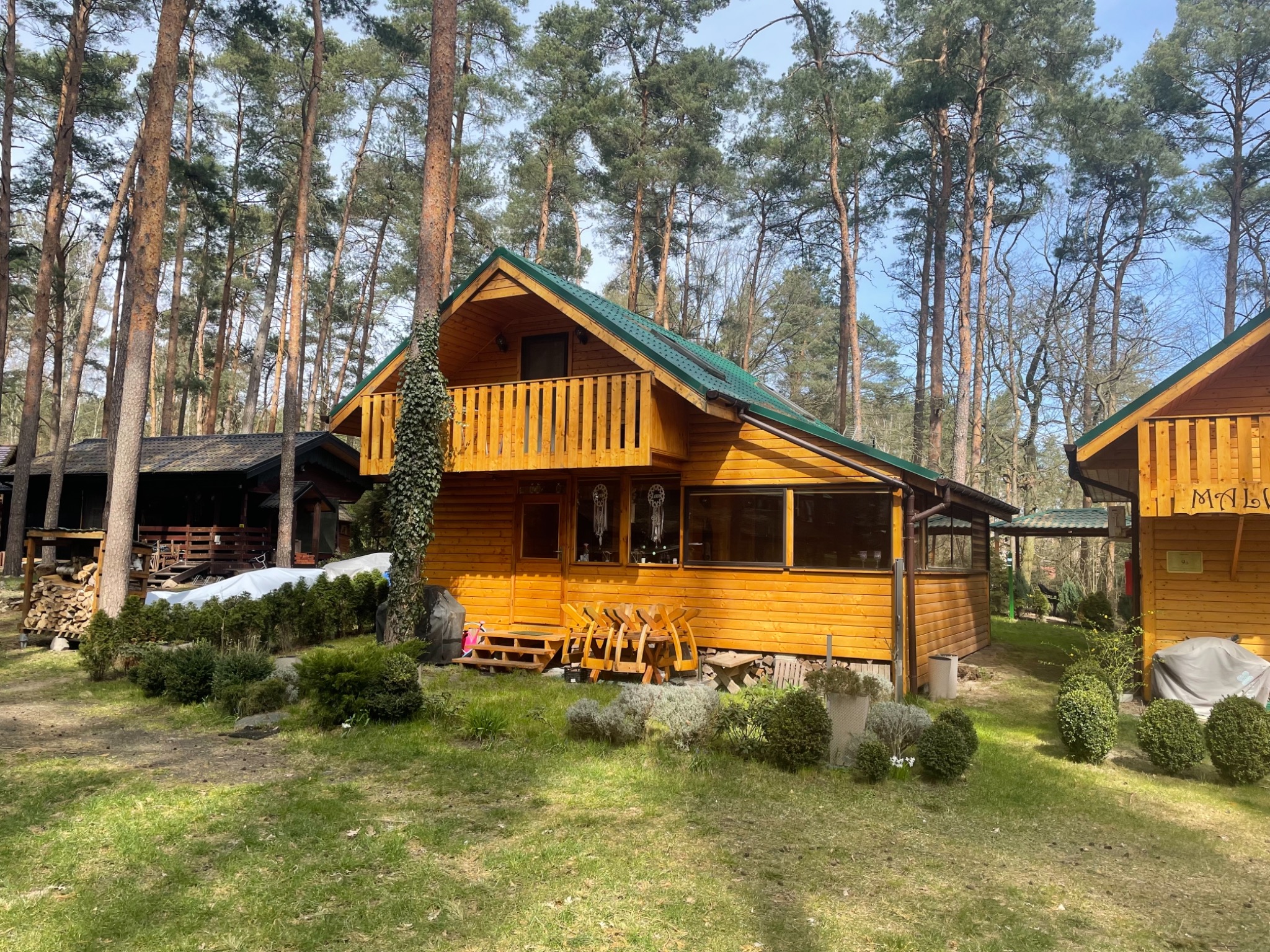 Drewniany dom z zielonym dachem, otoczony wysokimi sosnami, z drewnianymi meblami ogrodowymi i pnącą roślinnością na ścianie.