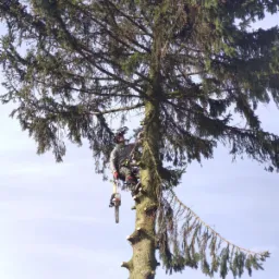 Arborysta w kasku i uprzęży, z piłą łańcuchową, podczas pracy na dużej sośnie, z widocznymi świeżo obciętymi gałęziami na pniu i niebieskim niebem w tle.