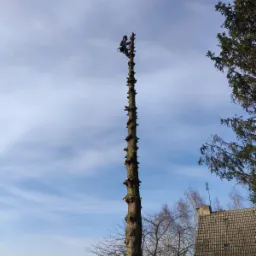 Arborysta w kasku i uprzęży, przycina wysokie drzewo iglaste z licznymi, świeżo obciętymi gałęziami na tle błękitnego nieba i zabudowań.