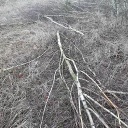 Ścięte gałęzie i suche trawy na ziemi, widoczne ślady mchu na korze.