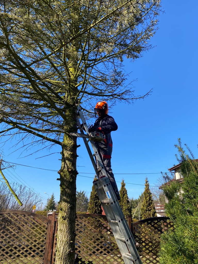 Pracownik w kombinezonie i kasku ochronnym na drabinie, przycina gałęzie drzewa piłą spalinową, na tle błękitnego nieba i ogrodzenia posesji.