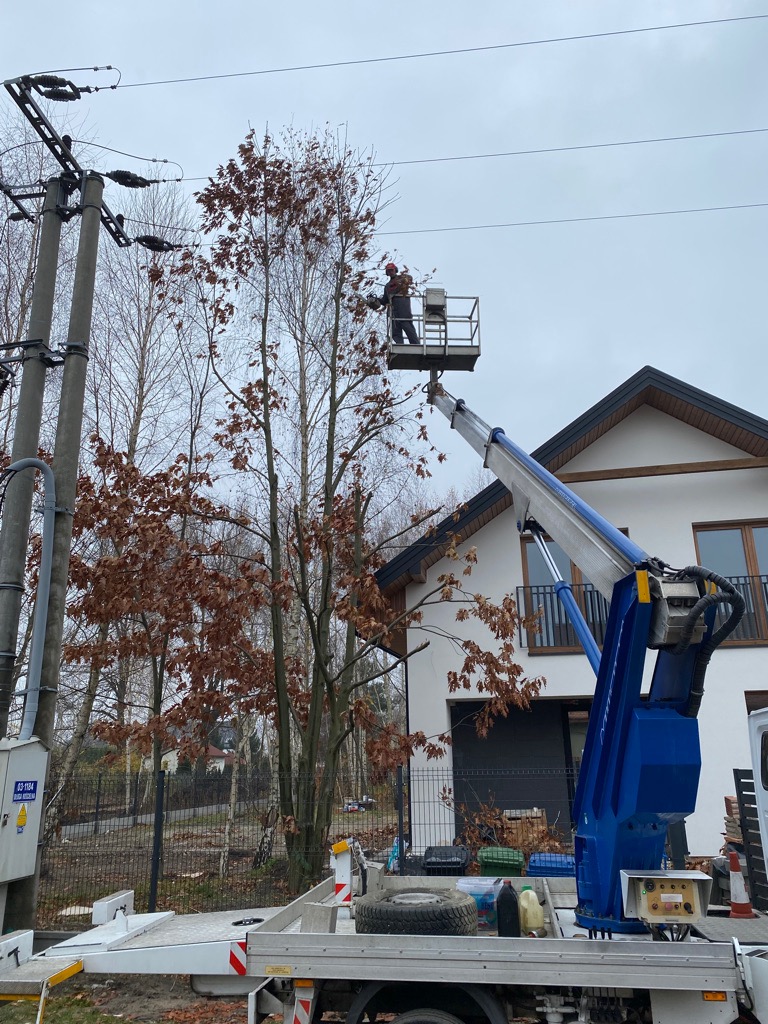 Pracownik w czerwonym kasku na podnośniku koszowym obcina gałęzie wysokiego drzewa w pobliżu linii energetycznej i nowoczesnego domu z szarą stolarką okienną.