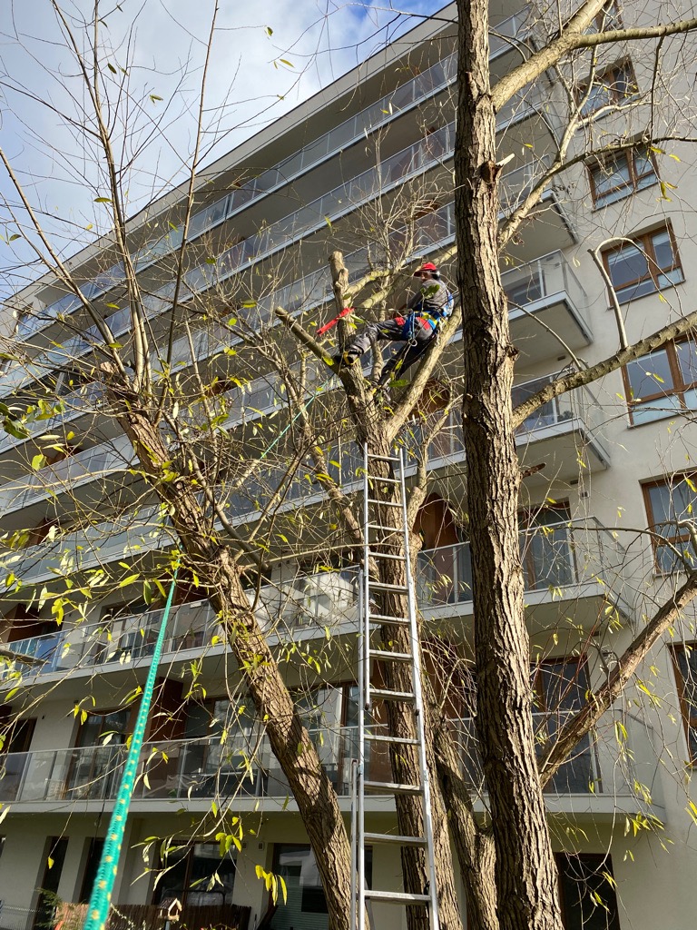 Arborysta w uprzęży, z piłą, przycina gałęzie drzewa w pobliżu budynku mieszkalnego, z użyciem drabiny i lin zabezpieczających.