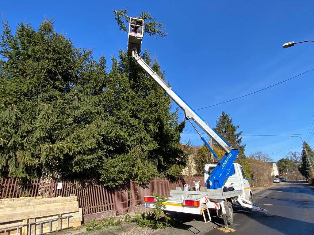 Pracownik w podnośniku koszowym, przycina gałęzie wysokiej, gęstej choinki w słoneczny dzień; obok widoczny fragment brązowego ogrodzenia i drabina oparta o płot.