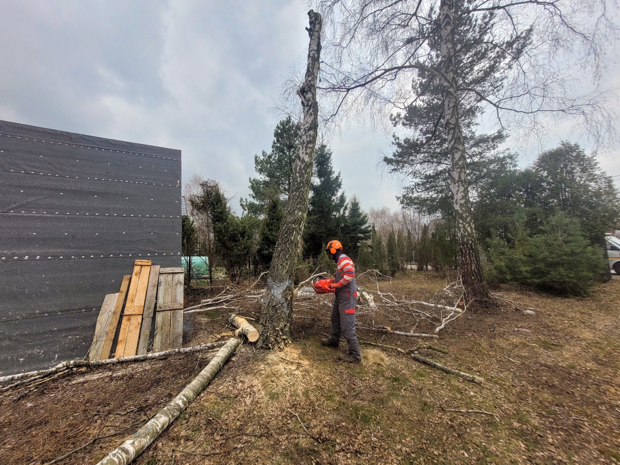 Pracownik w kombinezonie i kasku ochronnym tnie piłą spalinową pień brzozy, w tle widoczny budynek w trakcie budowy i porozrzucane gałęzie.