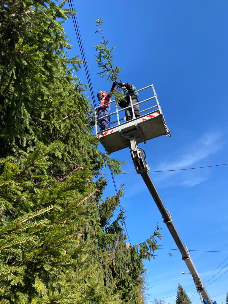 Dwóch pracowników na podnośniku koszowym przycina wysokie drzewo iglaste w pobliżu linii energetycznych, zabezpieczeni w kaski i słuchawki ochronne.