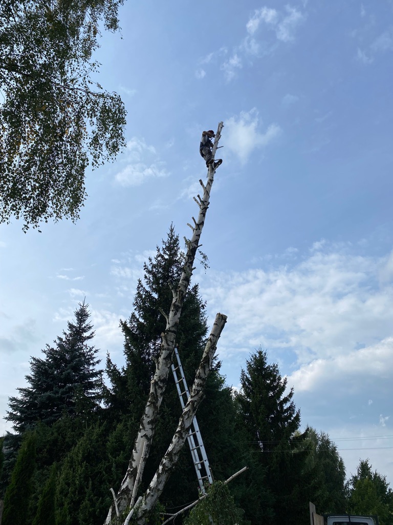 Arborysta na szczycie ogołoconej brzozy, zabezpieczony liną, w trakcie cięcia gałęzi, z drabiną opartą o pień, na tle nieba i zieleni drzew.