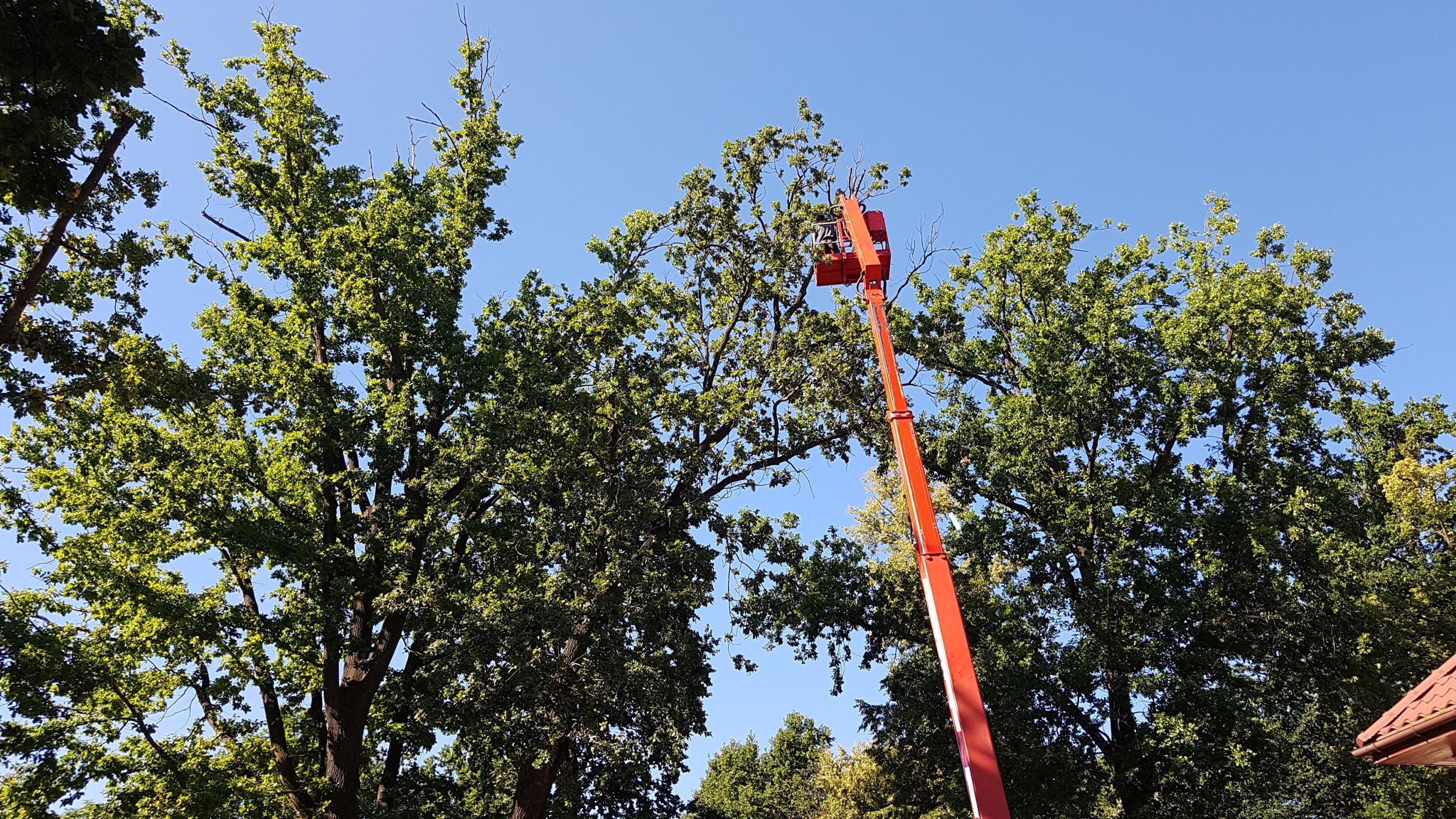 Czerwony podnośnik koszowy na tle błękitnego nieba, używany do formowania korony wysokiego drzewa liściastego. Widoczne świeżo obcięte gałęzie.