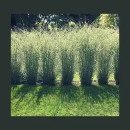 Równy szpaler wysokich traw ozdobnych tworzący naturalny żywopłot na tle wypielęgnowanego trawnika w słoneczny dzień.