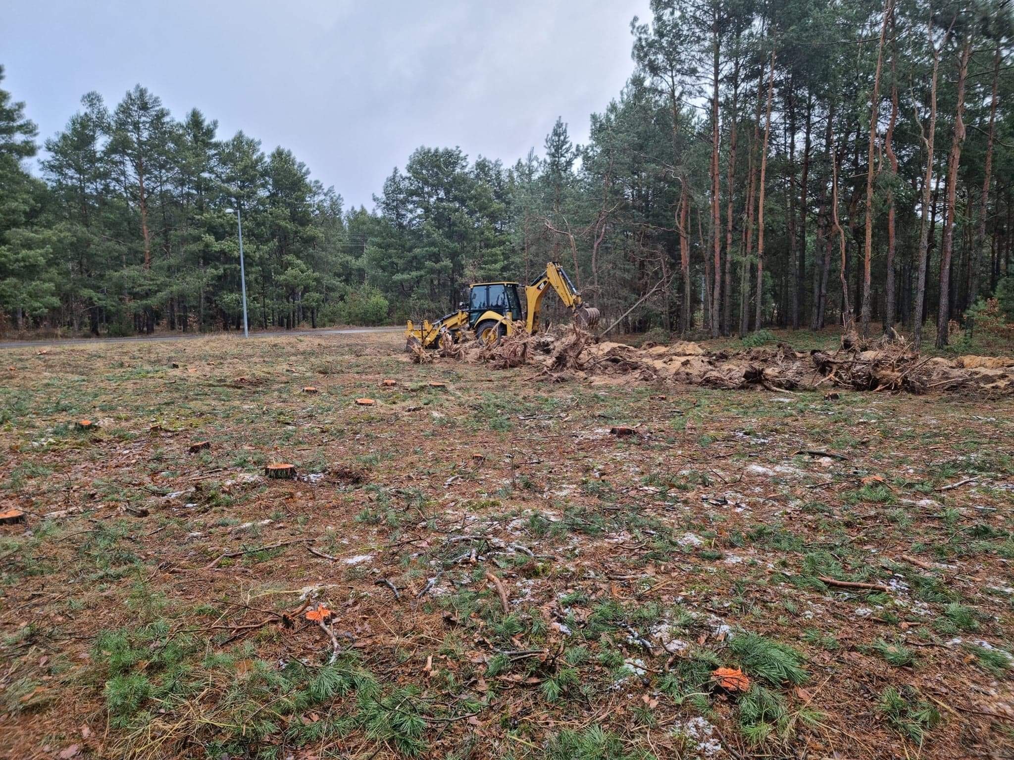Żółta koparko-ładowarka usuwa karpy drzew na zalesionym terenie, widoczne świeże ścięte pnie i resztki gałęzi.