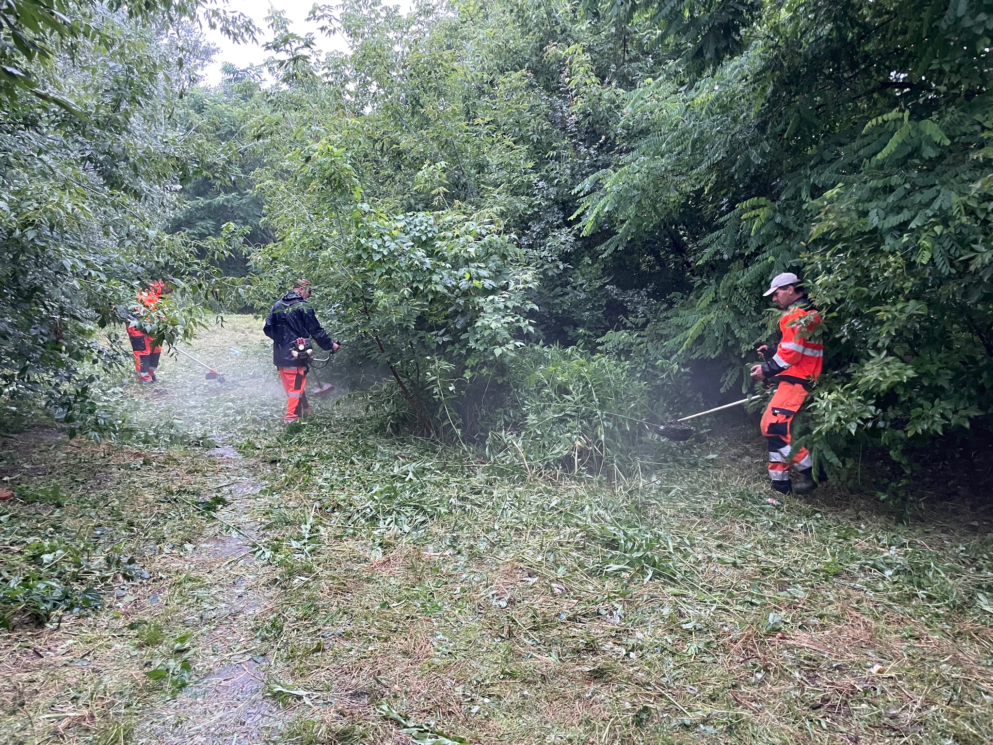 Trzech pracowników w odblaskowych kombinezonach wykasza trawę i zarośla przy użyciu kos spalinowych w zarośniętym terenie.