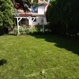 Świeżo skoszony trawnik z pergolą przy domu jednorodzinnym, otoczony tujami i drzewami iglastymi, z widocznymi liśćmi na trawie.