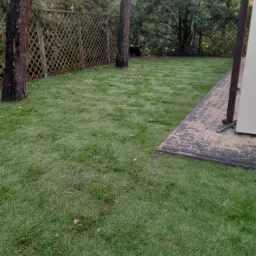 Świeżo założony trawnik z rolki w ogrodzie, widoczne drzewa i drewniany płot w tle, obrzeże z kostki brukowej przy budynku.