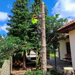 Arborysta w kasku i ubraniu ochronnym, w trakcie cięcia pnia drzewa na wysokości, z widocznymi opiłkami w powietrzu, na tle niebieskiego nieba i zieleni, obok domu z czerwonym dachem, z widocznym...