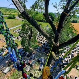 Widok z korony drzewa na cmentarz podczas prac arborystycznych, liny i sprzęt wspinaczkowy w pierwszym planie, etykieta z adresem strony internetowej na pniu.