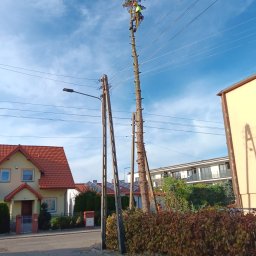 Arboserwis.pl - Doskonała Ścinka Drzew Koło